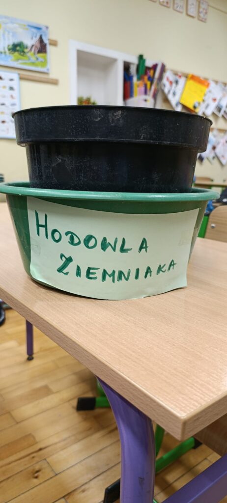 Zdjęcie 4 z 5 – Wykopki w klasie 2 C !